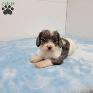 Conrad, Cavapoo Puppy
