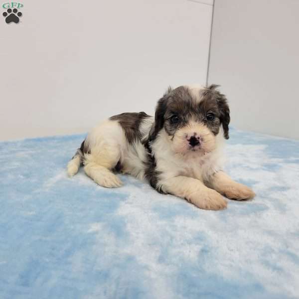 Conrad, Cavapoo Puppy