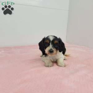 Conny, Cavapoo Puppy