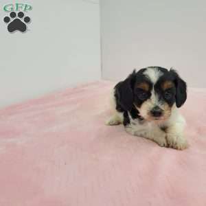 Conny, Cavapoo Puppy
