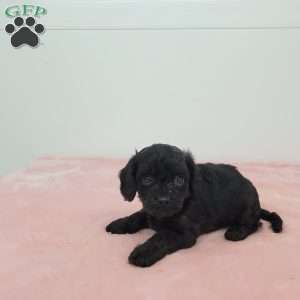 Cocoa, Cavapoo Puppy