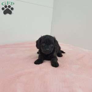 Cocoa, Cavapoo Puppy