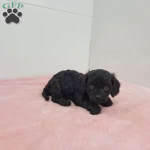 Cocoa, Cavapoo Puppy