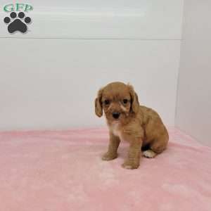 Crystal, Cavapoo Puppy