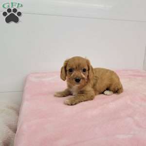 Crystal, Cavapoo Puppy