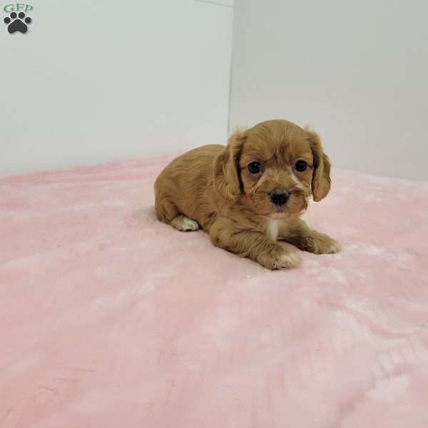 Crystal, Cavapoo Puppy