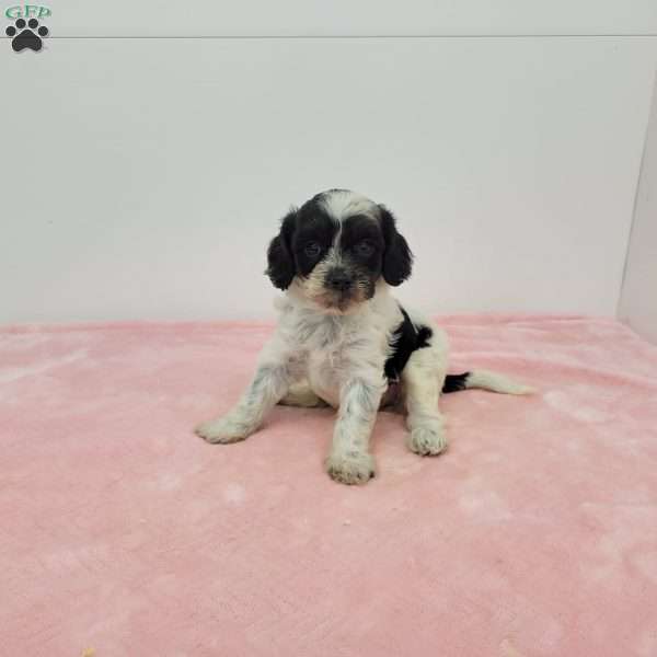 Charlotte, Cavapoo Puppy