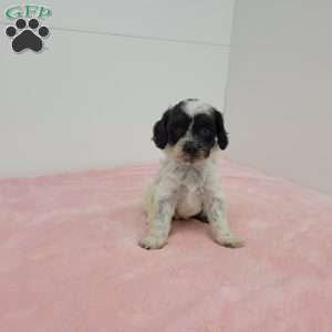 Charlotte, Cavapoo Puppy