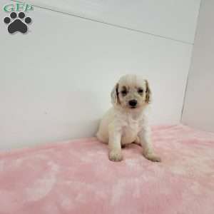 Cookie, Cavapoo Puppy