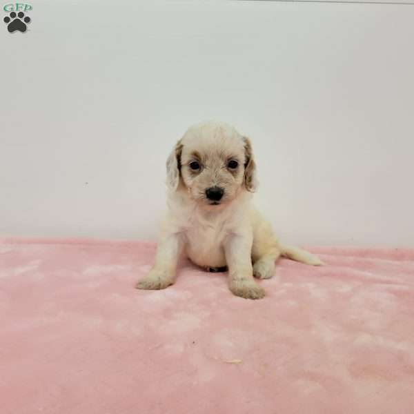 Cookie, Cavapoo Puppy