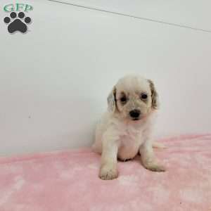 Cookie, Cavapoo Puppy