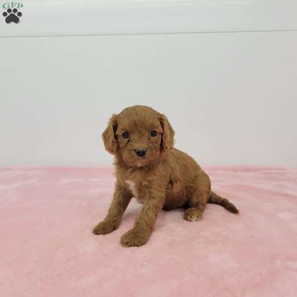 Chloe, Cavapoo Puppy