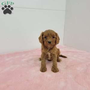 Chloe, Cavapoo Puppy