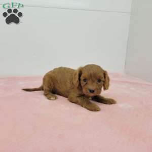 Chloe, Cavapoo Puppy