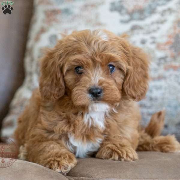 Charlie, Cavapoo Puppy