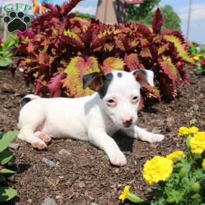 Sheila, Jack Russell Terrier Puppy