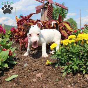 Sheila, Jack Russell Terrier Puppy