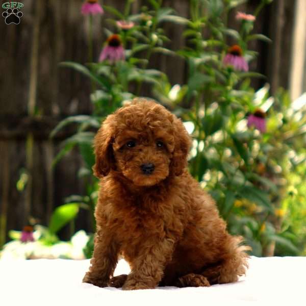 Drew, Toy Poodle Puppy