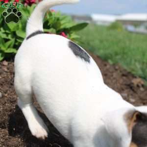 Shelly, Jack Russell Terrier Puppy