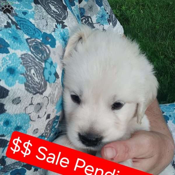 Pebbles, English Cream Golden Retriever Puppy