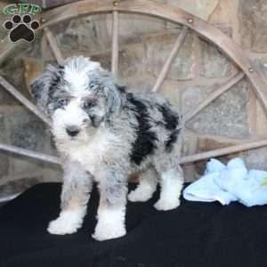 Jake, Mini Labradoodle Puppy