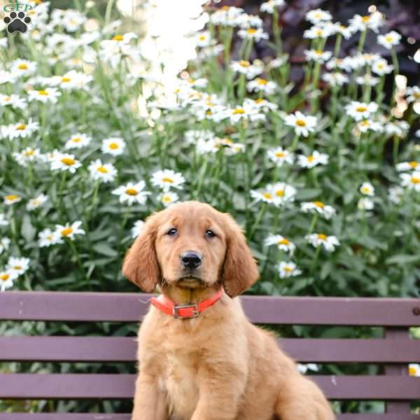 Parker, Golden Retriever Puppy