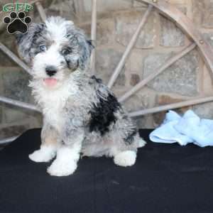 Jake, Mini Labradoodle Puppy