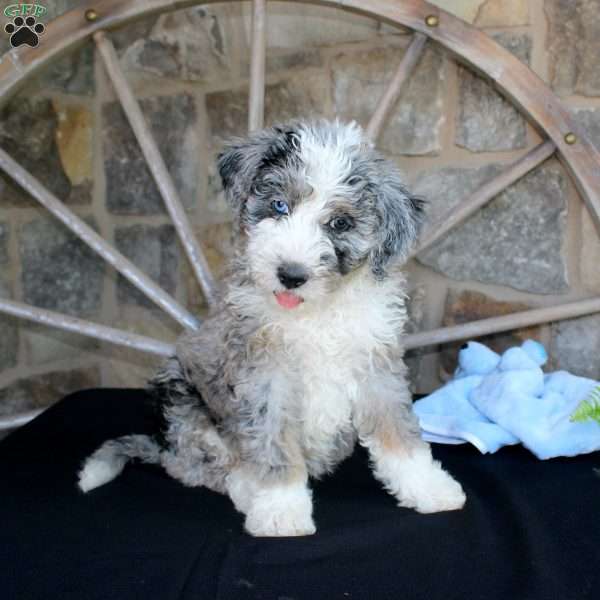 Jake, Mini Labradoodle Puppy