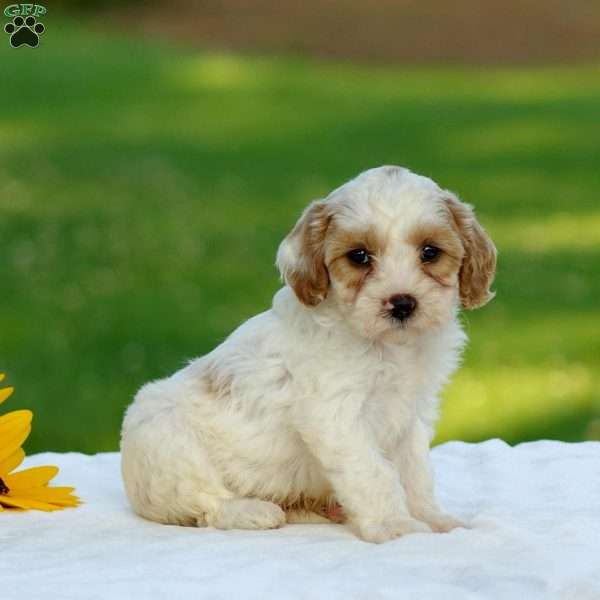 Malcolm, Cavapoo Puppy