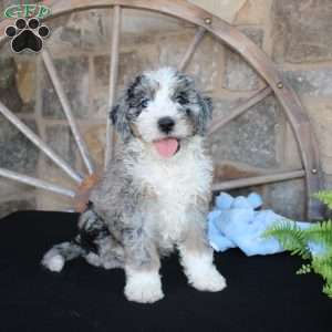 Jake, Mini Labradoodle Puppy
