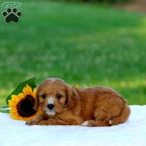 Marc, Cavapoo Puppy