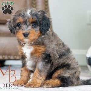 Britt, Mini Bernedoodle Puppy