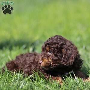 Lando, Cavapoo Puppy