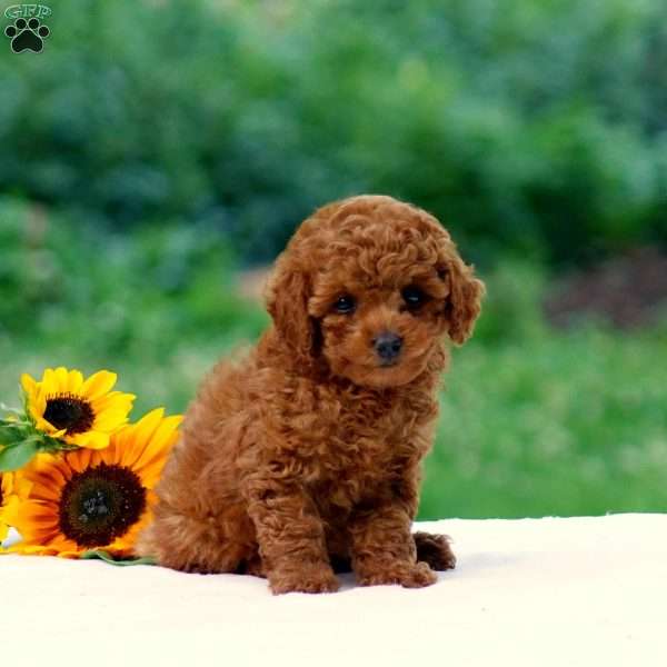 Brittany, Miniature Poodle Puppy