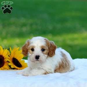 Mason, Cavapoo Puppy