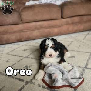 Oreo, Mini Bernedoodle Puppy