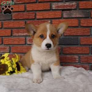 Sand Dunes, Pembroke Welsh Corgi Puppy