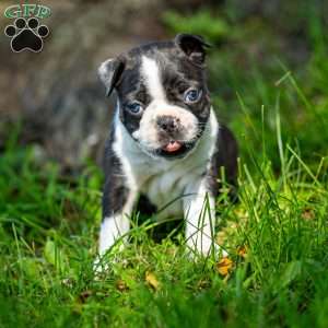 Muffin, Boston Terrier Puppy