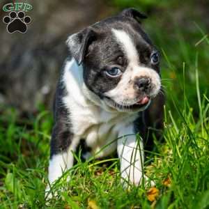 Muffin, Boston Terrier Puppy