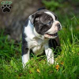 Muffin, Boston Terrier Puppy