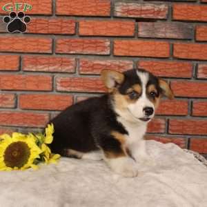 Surf, Pembroke Welsh Corgi Puppy