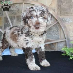 Jerry, Mini Labradoodle Puppy