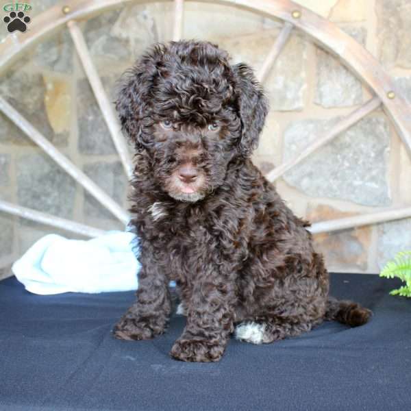 Jay, Mini Labradoodle Puppy