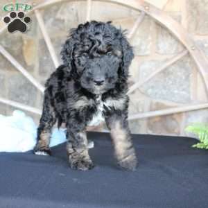 Jack, Mini Labradoodle Puppy