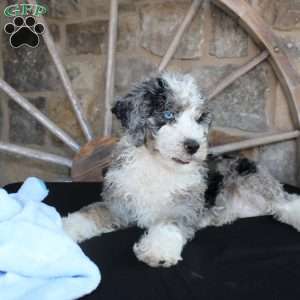 Jake, Mini Labradoodle Puppy