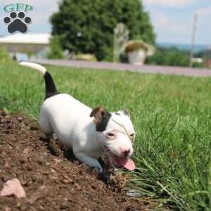 Sheila, Jack Russell Terrier Puppy