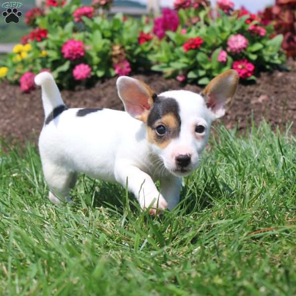Shelly, Jack Russell Terrier Puppy
