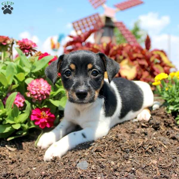 Cutie, Jack Russell Terrier Puppy