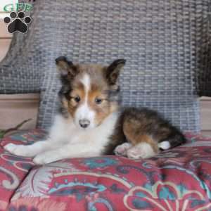 Lyle, Sheltie Puppy