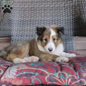 Landis, Sheltie Puppy